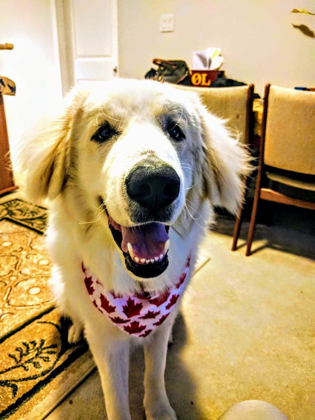 Champlain Animal Clinic | 3150 E 54th Ave #190, Vancouver, BC V5S 1Z1, Canada | Phone: (604) 439-0007