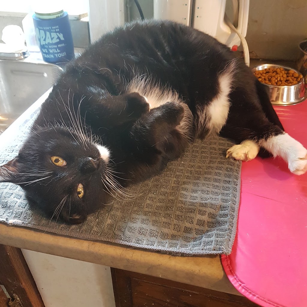 Blue Mountains Animal Shelter | 131 King St W, Thornbury, ON N0H 2P0, Canada | Phone: (519) 599-5289