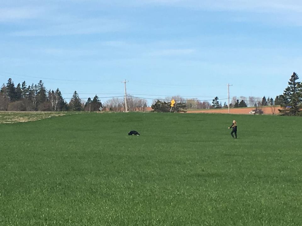 Dayhaus German Shepherds | Damascus Rd, Upper Golden Grove, NB E2S 1C3, Canada | Phone: (506) 849-3948