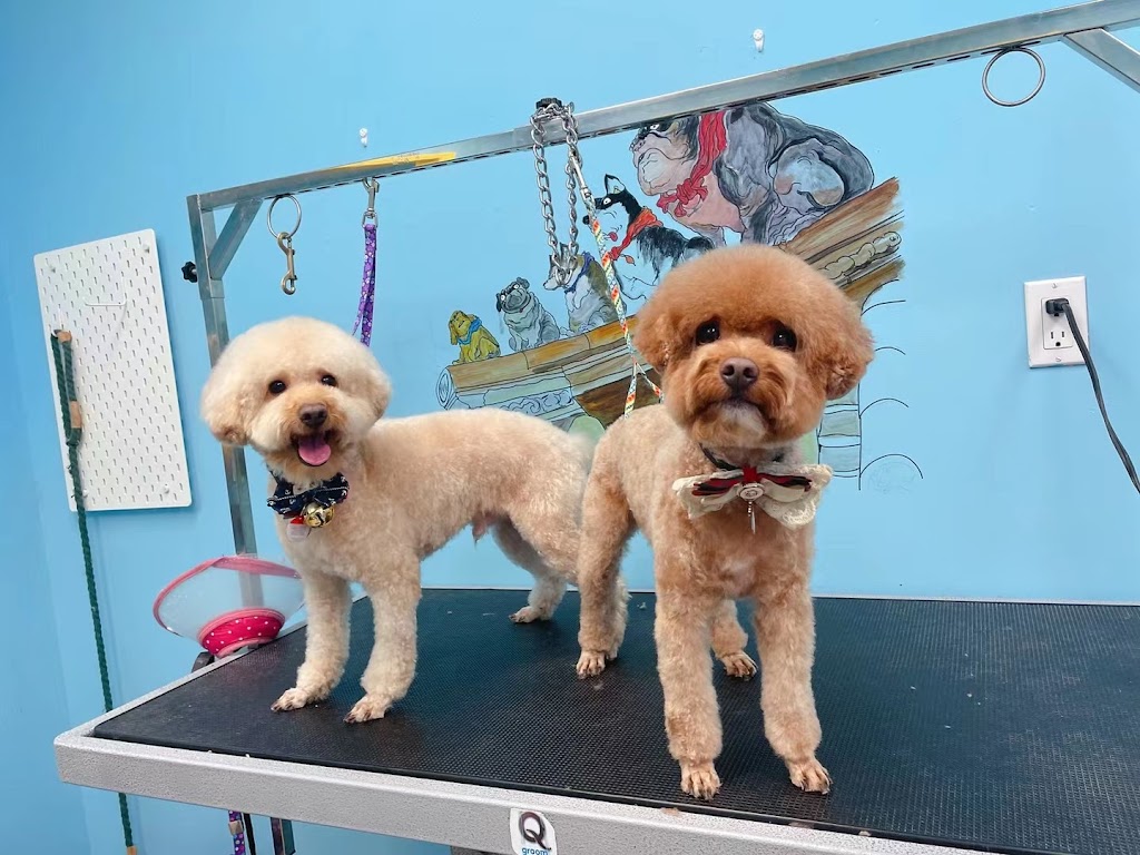 C&D Pet Studio St. Catharines | 595 Carlton St Unit 4, St. Catharines, ON L2M 4Y2, Canada | Phone: (647) 303-7116