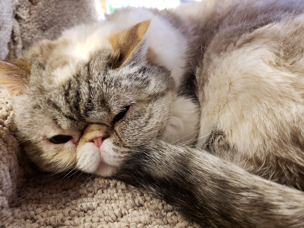 Pet Valu | 920 Upper Wentworth St, Hamilton, ON L9A 5C5, Canada | Phone: (905) 318-1556