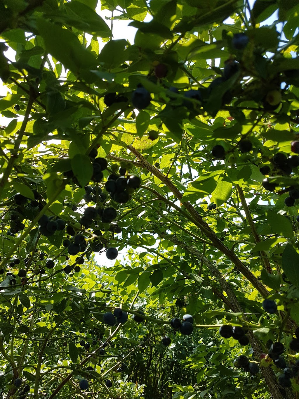 Forstbauer Family Natural Food Farm | 49350 Prairie Central Rd, Chilliwack, BC V2P 6H3, Canada | Phone: (604) 794-3999