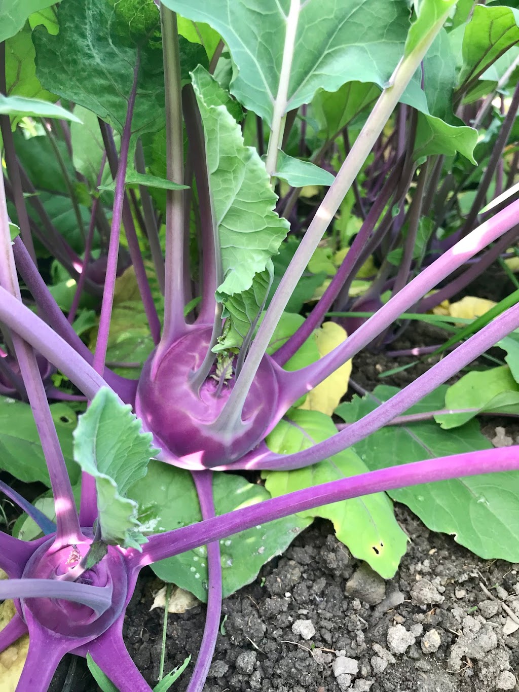 Les Jardins Glenelm | 2114 Chem. de la 3 Concession, Elgin, QC J0S 2E0, Canada | Phone: (450) 807-2592