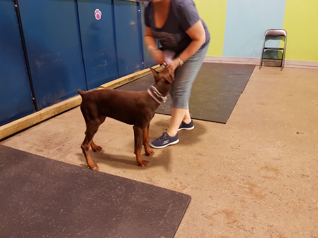 Bold Canine | 9609 Sideroad 17, Erin, ON N0B 1T0, Canada | Phone: (519) 833-0800