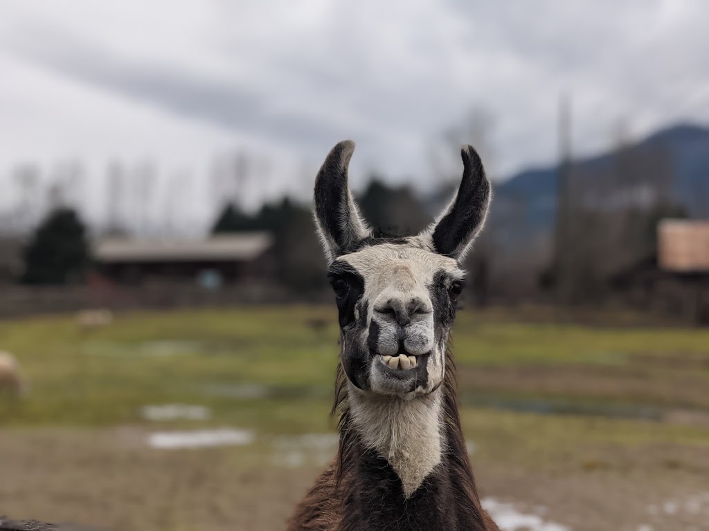 Pemberton Cattle | 7294 Clover Rd, Pemberton, BC V0N 2L1, Canada | Phone: (778) 512-4085