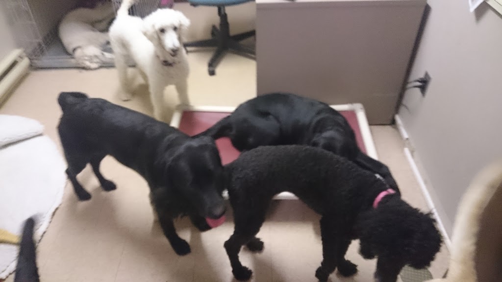 Lions Foundation of Canada Dog Guides | 3751 Chilligo Rd, Breslau, ON N0B 1M0, Canada | Phone: (519) 648-3780
