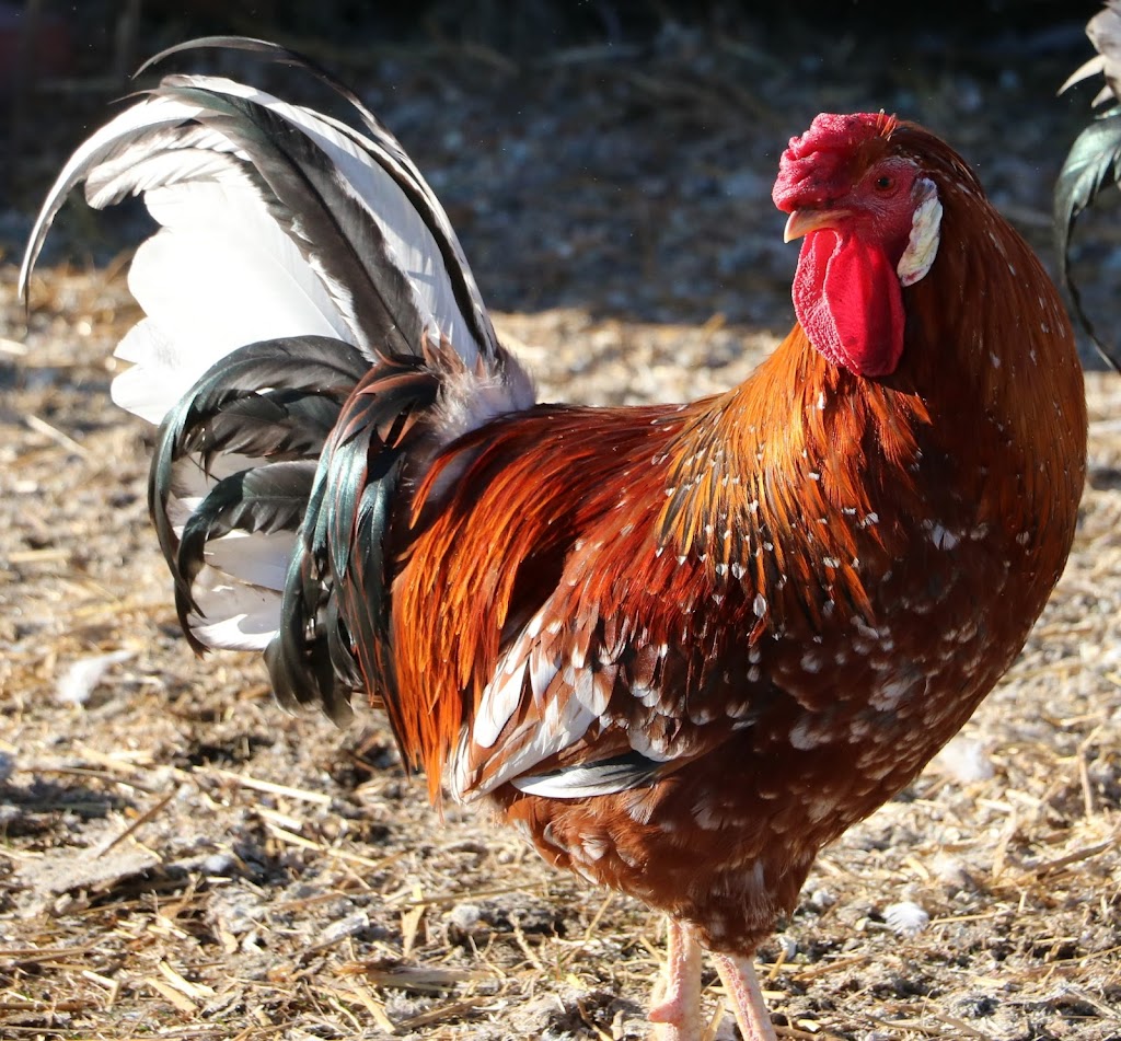 Bent Fence Farm | 60220, Range Rd 214, Thorhild, AB T0A 3J0, Canada | Phone: (780) 868-4138