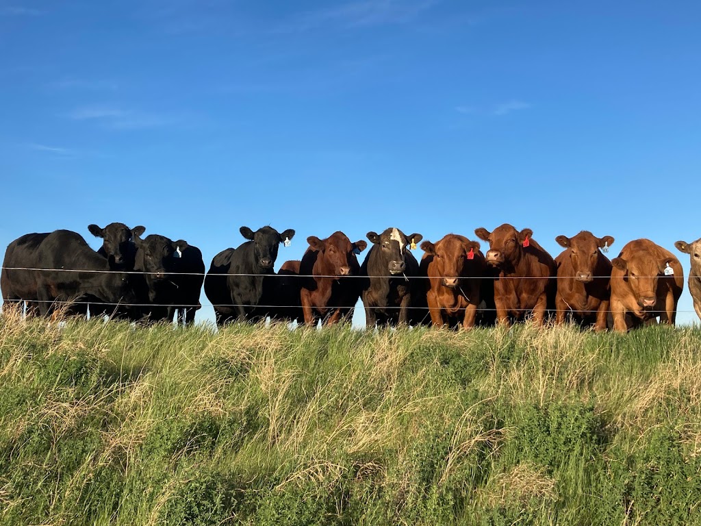 Box H Farm | SW 5-3-18 W2nd, Gladmar, SK S0C 1A0, Canada | Phone: (306) 815-7191