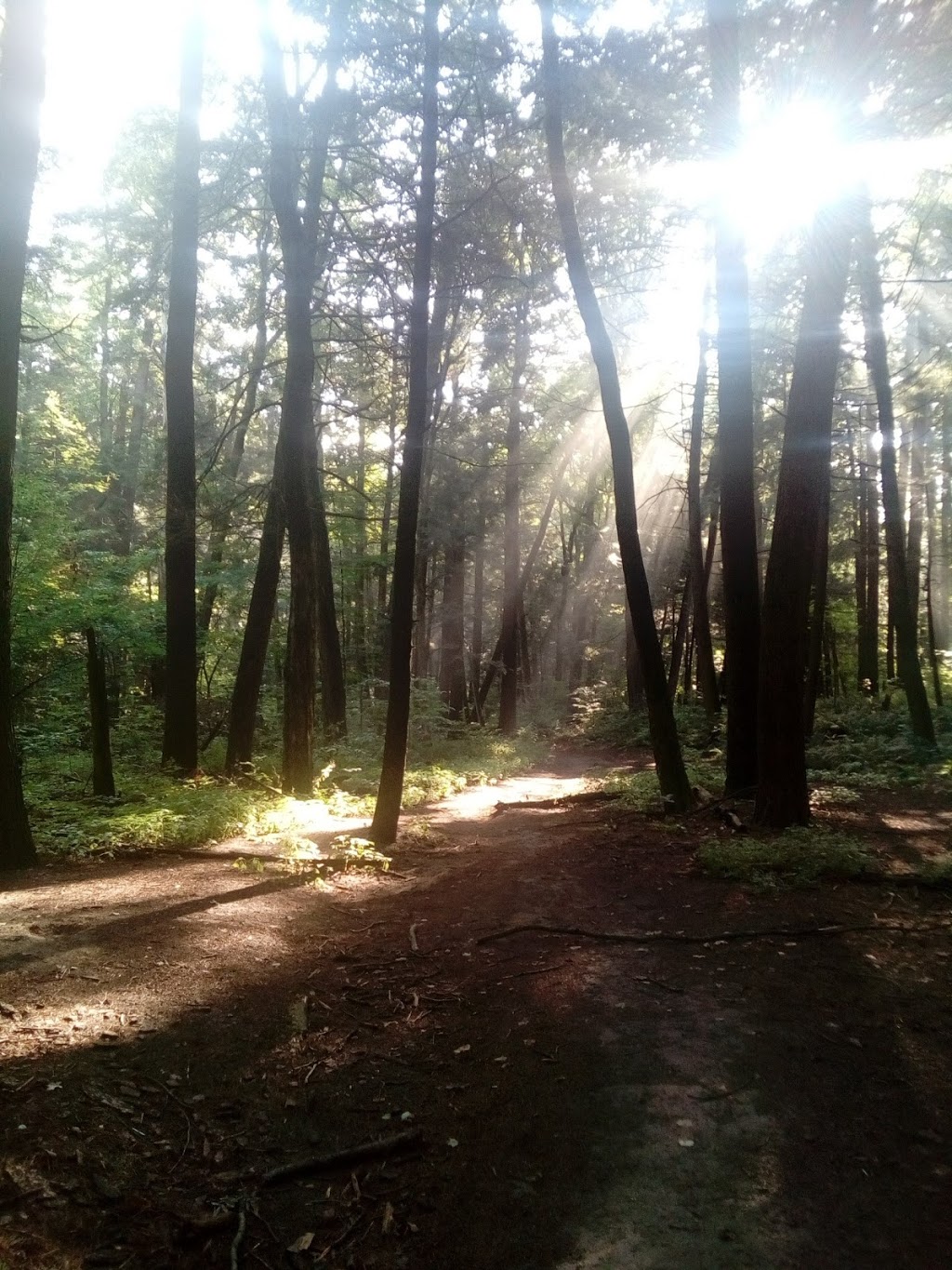 Jefferson Forest | Stouffville Rd, Richmond Hill, ON L4E 5B4, Canada