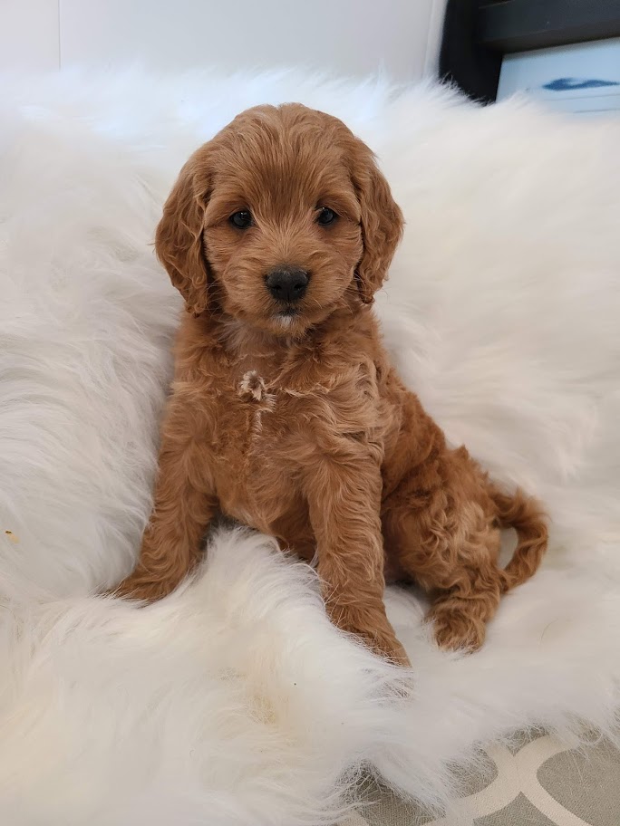 Agape Kennel | 1371 Listowel Rd, Elmira, ON N3B 2Z3, Canada | Phone: (519) 503-5464