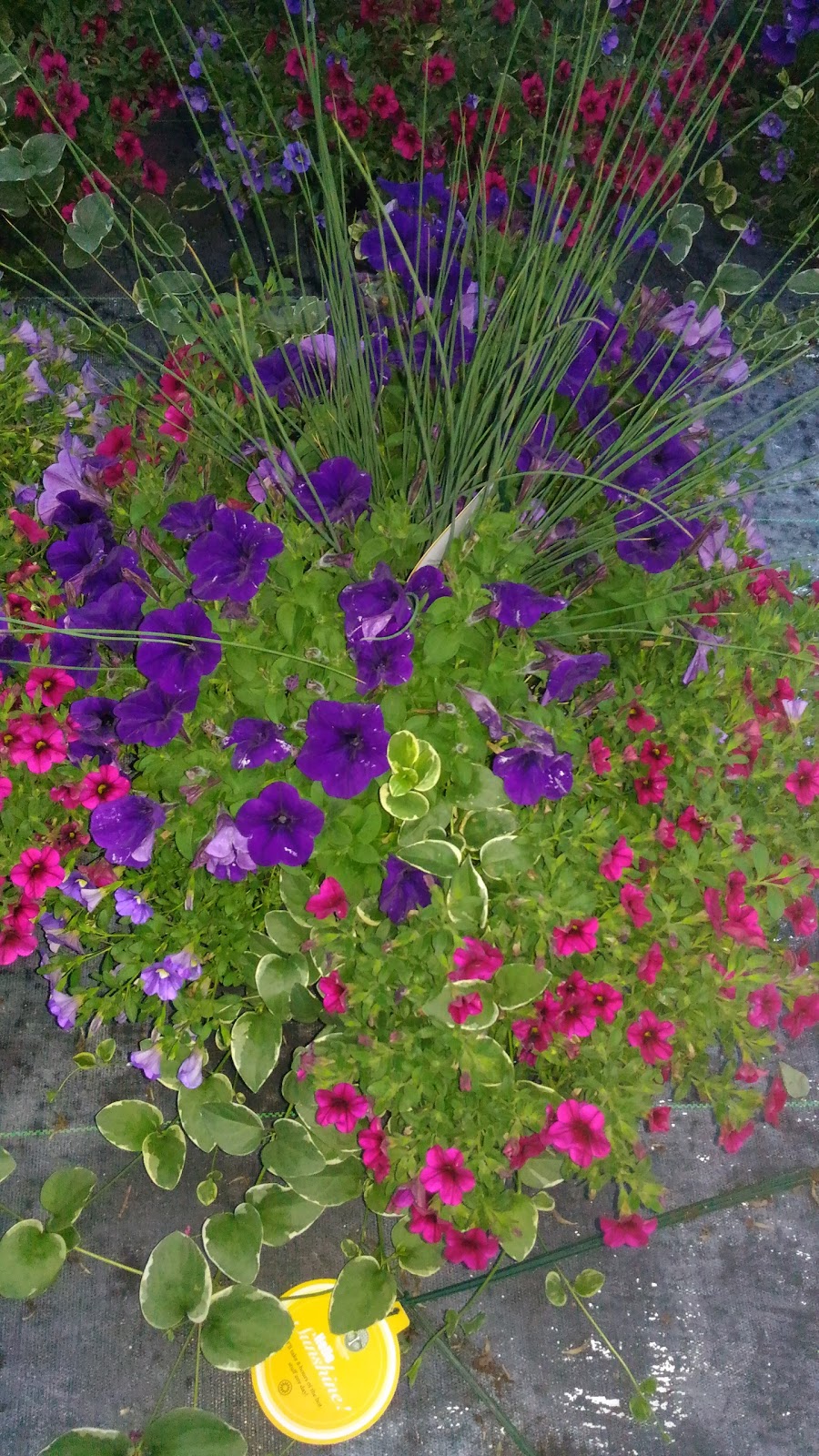 Linwell Gardens Ltd | 5280 S Service Rd, Beamsville, ON L0R 1B3, Canada | Phone: (905) 563-6383