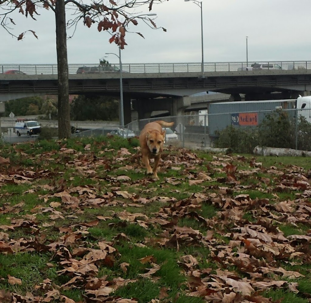 West Side Off-Leash Dog Area | New Westminster, BC V3M, Canada | Phone: (604) 527-4567