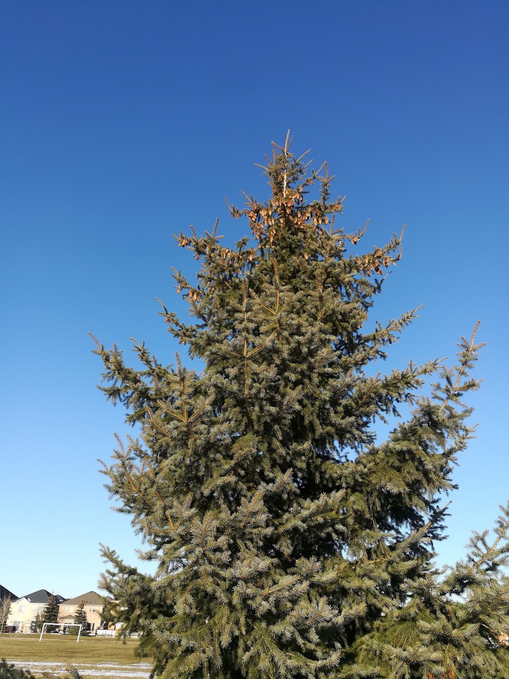 Mast Road Park | 195 Mast Rd, Maple, ON L6A 3H8, Canada | Phone: (905) 832-7676