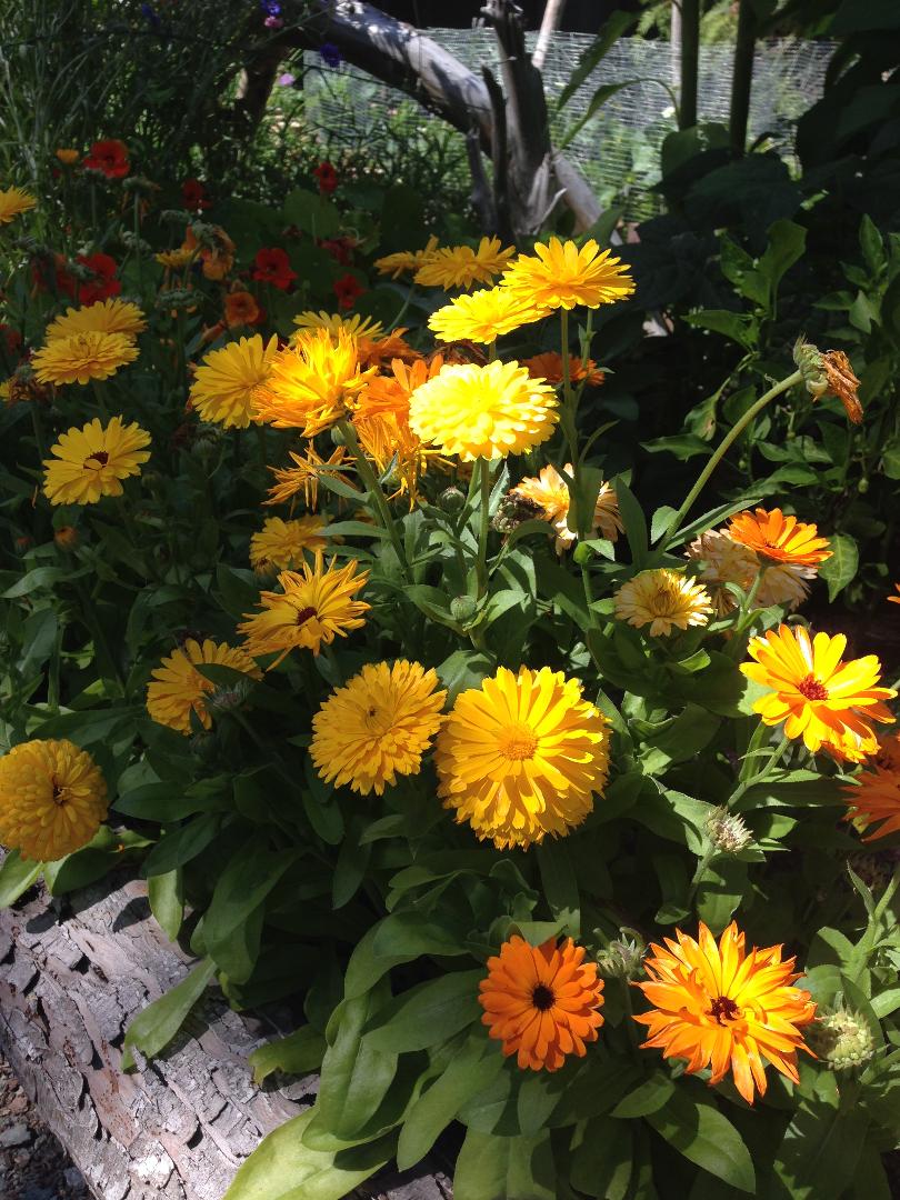 Coastal Urban Gardens | 8305 Rainbow Dr, Whistler, BC V8E 0G1, Canada | Phone: (604) 966-7384
