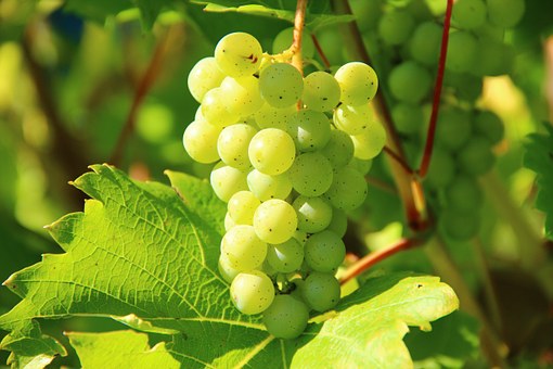 Kootenay WineCrafters (2004) Ltd | 338B King St, Cranbrook, BC V1C 4E3, Canada | Phone: (250) 426-6671