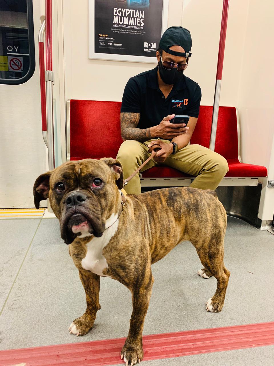 Benridge Canine Services | 24 Pillar Rock Crescent, Markham, ON L6C 3H4, Canada | Phone: (647) 807-8761