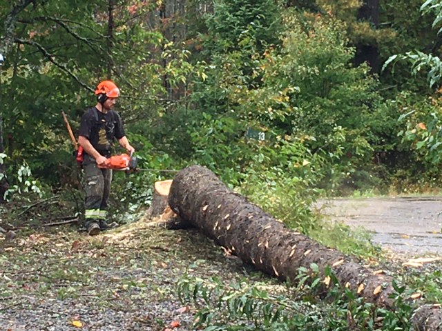 Schmeler Tree Removal and services | 369 Pickerel & Jack Lake Rd, Burks Falls, ON P0A 1C0, Canada | Phone: (705) 783-8247