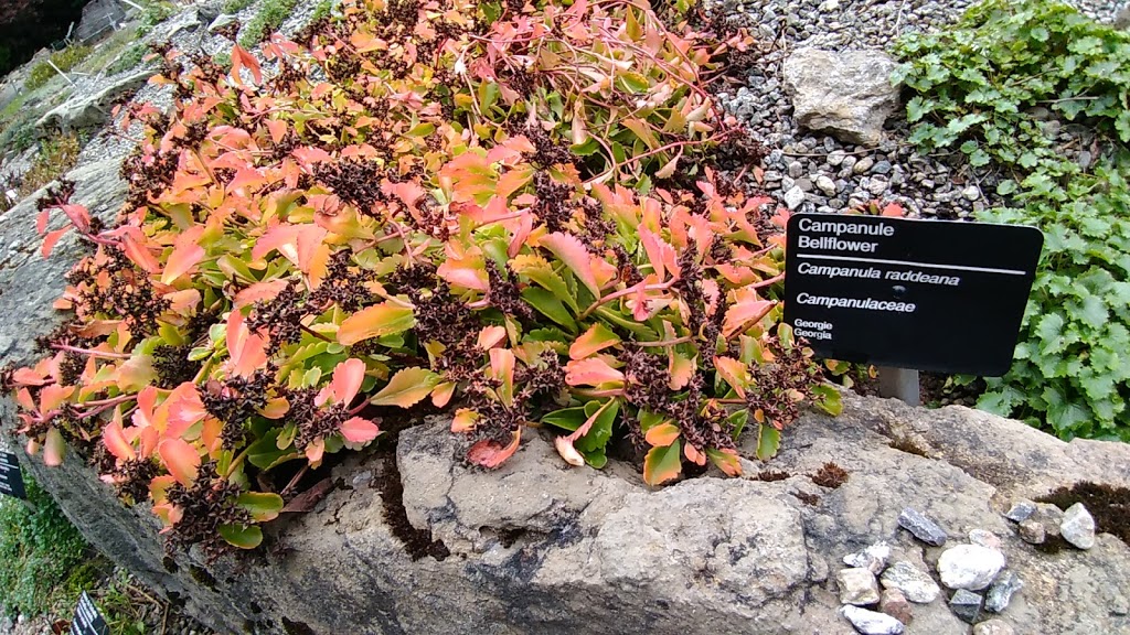 Alpine Garden | Montreal, QC H1X 2B4, Canada