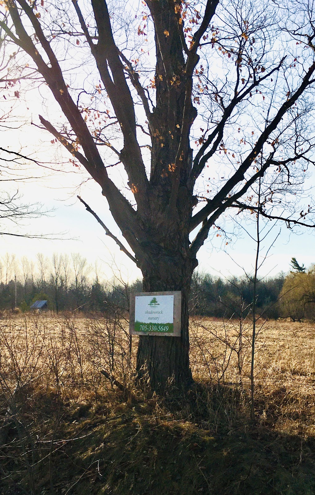 shadowrock nursery | 5781 2ed. line, Schomberg, ON L0G 1T0, Canada | Phone: (705) 330-5649