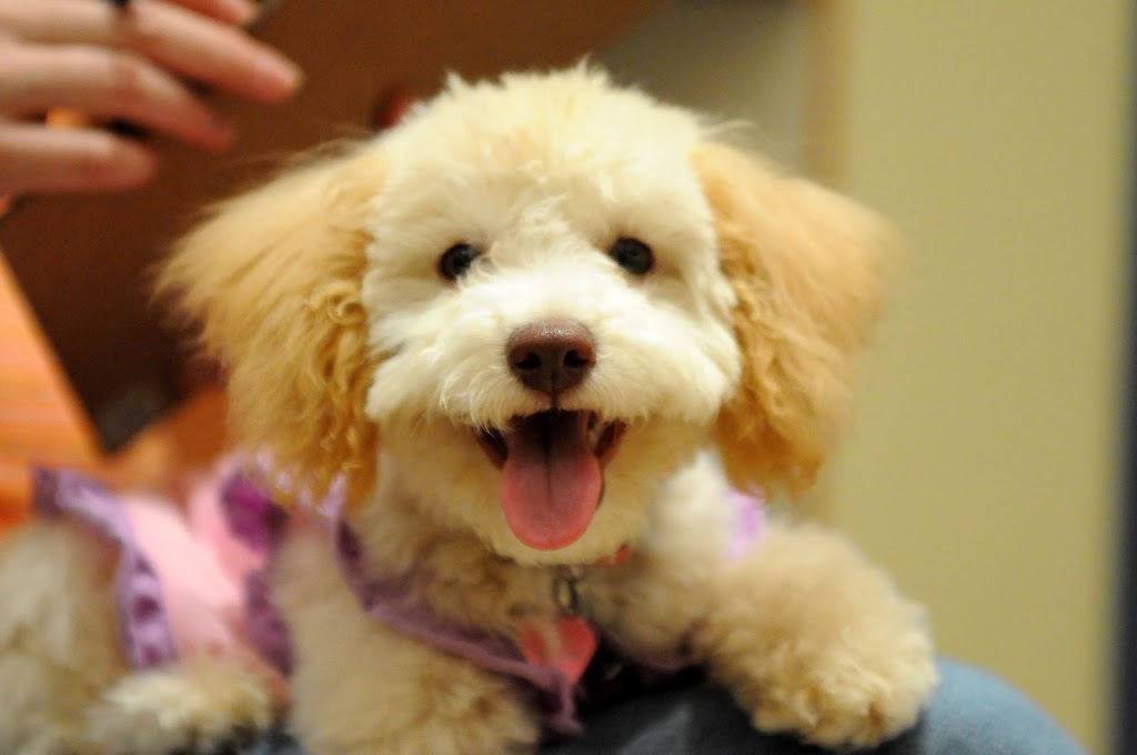 PAWS-ITIVE PUPPIES | 670 Taunton Rd W, Oshawa, ON L1H 7K4, Canada | Phone: (905) 430-3647