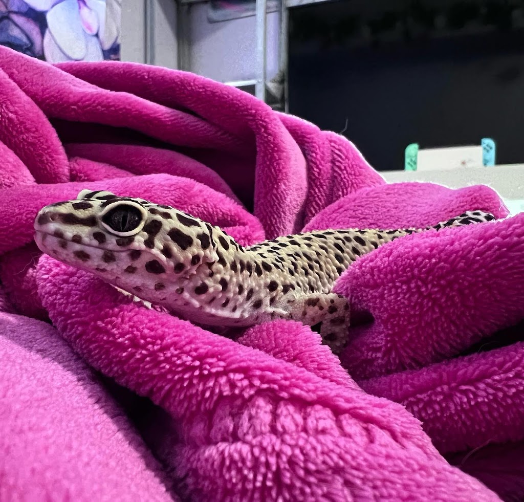 Lady Balls Rescue (Ball Python Rescue & Rehabilitation) | 4 Bridgewater Ct, Hamilton, ON L8J 0B8, Canada | Phone: (905) 870-2844