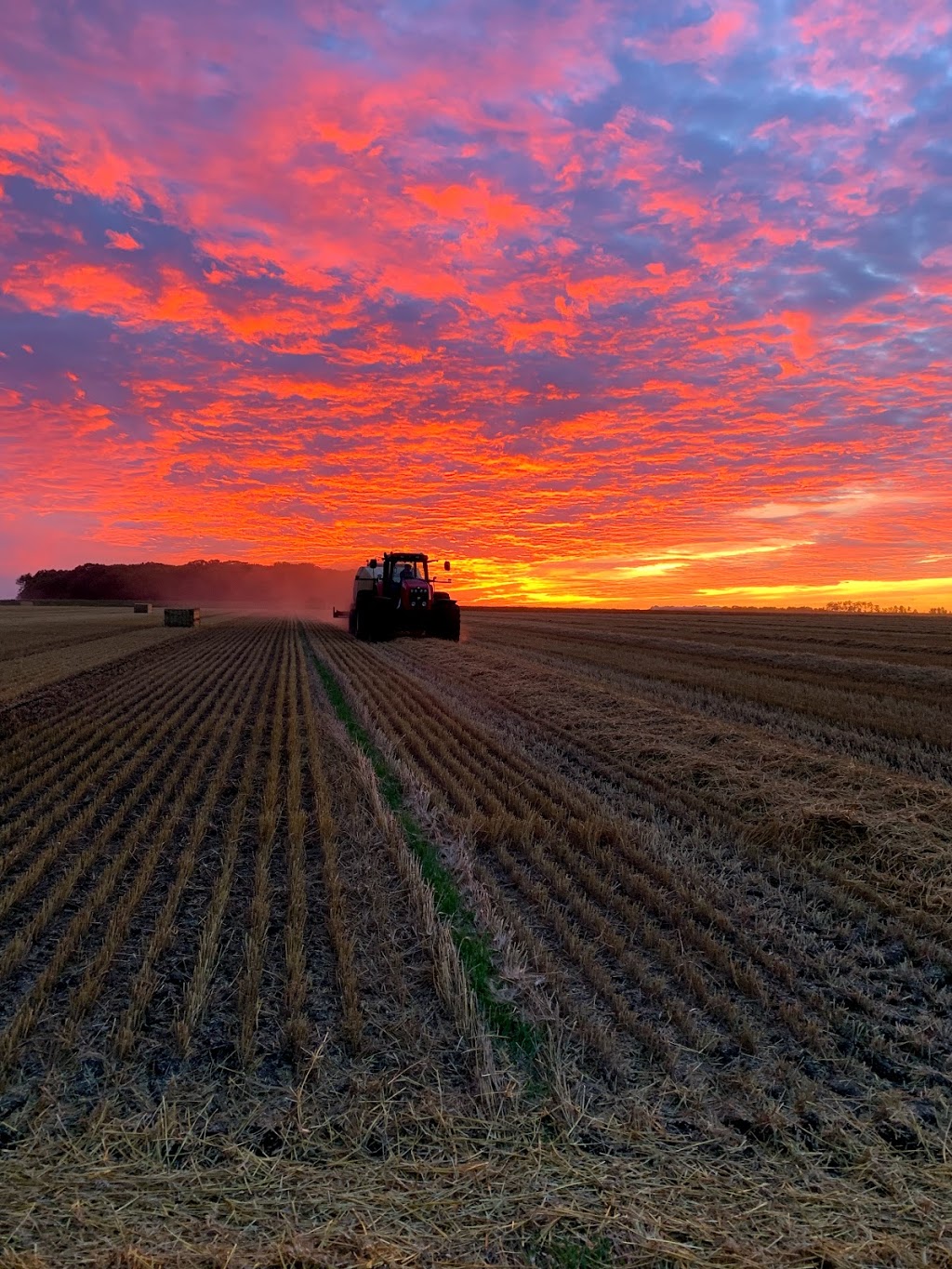 Goldenview Farms Ltd. | 23096 Rd 2 N, NW-7-1-4-W RM of Stanley Box 288 RR2, Morden, MB R6M 2A1, Canada | Phone: (204) 362-4874