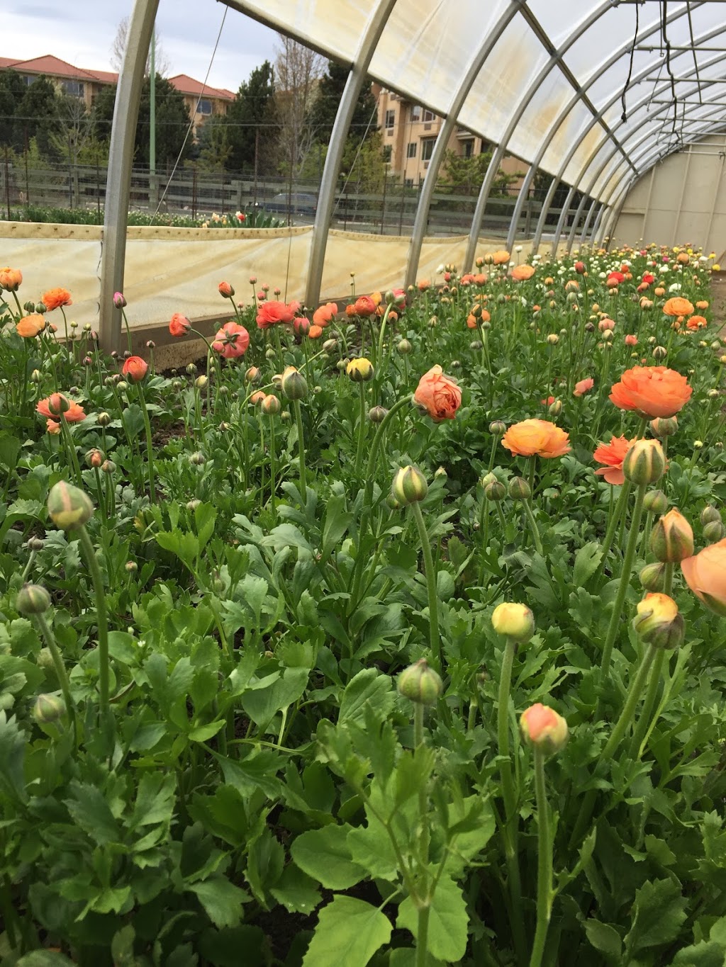 Lavender and Lace Floral Farm | 3609 Gordon Dr, Kelowna, BC V1W 4M8, Canada | Phone: (250) 718-8833