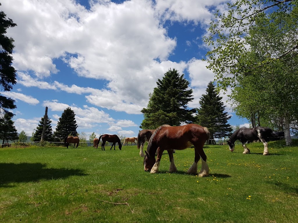 Cheval et campagne | 31 Rue des Grands Prés, Saint-Ferréol-les-Neiges, QC G0A 3R0, Canada | Phone: (418) 572-1922