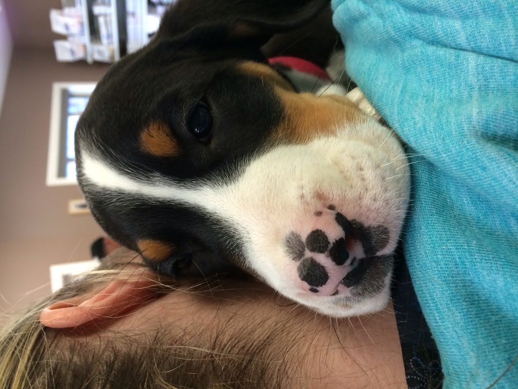 Chemainus Animal Hospital Ltd | 9830 Croft St, Chemainus, BC V0R 1K1, Canada | Phone: (250) 246-1222