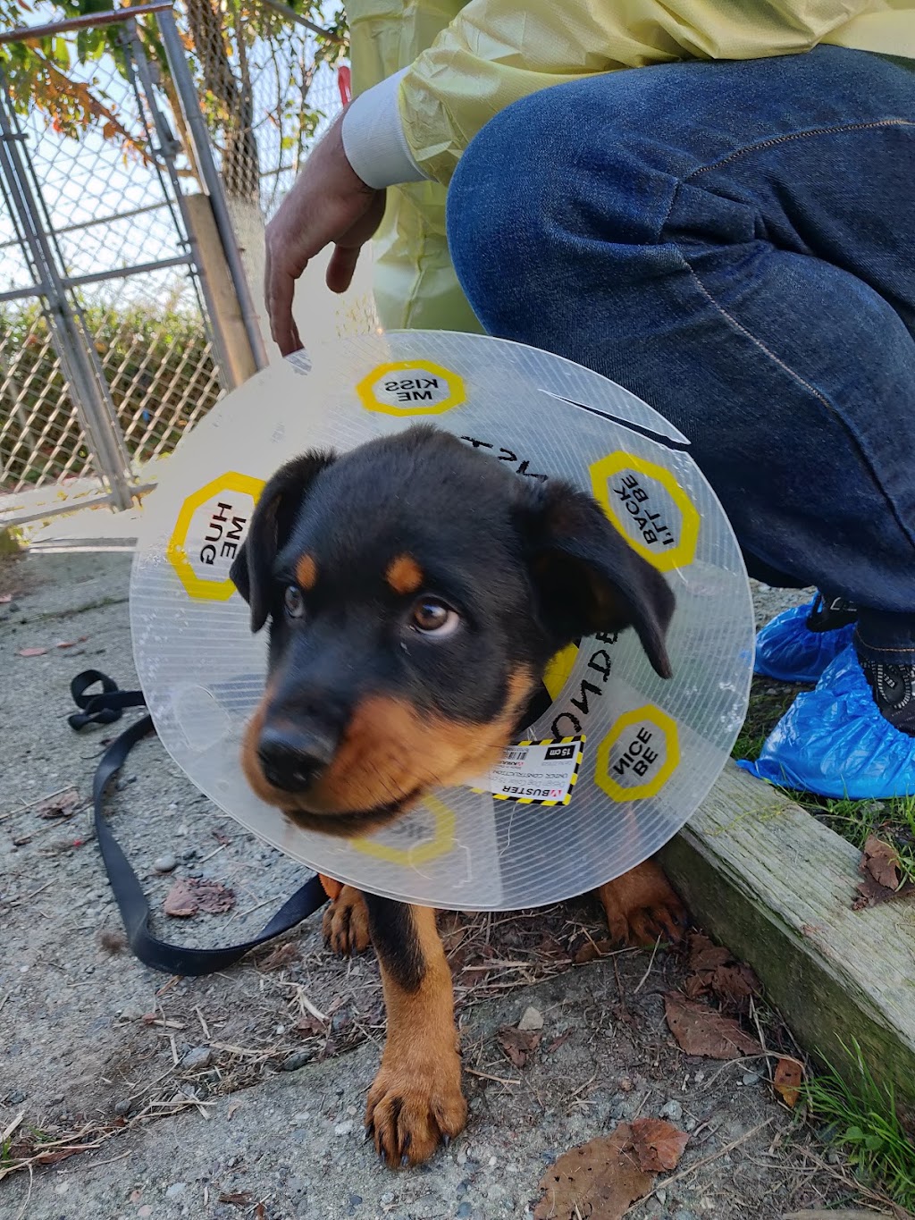 BC SPCA Chilliwack Community Animal Centre | 6797 Hopedale Rd, Chilliwack, BC V2R 4L4, Canada | Phone: (604) 823-6612