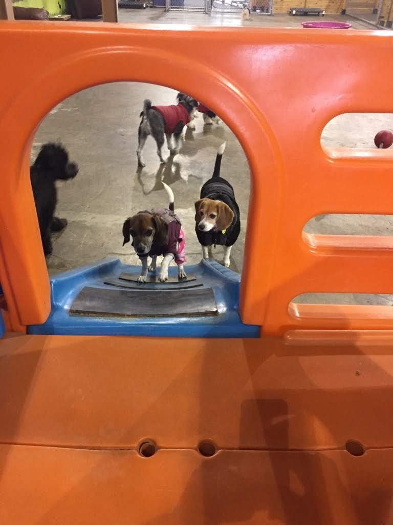 Steel House Doggy Daycare | 24 Kuryluk Blvd, Alberta T8T 0W2, Canada | Phone: (780) 405-2578