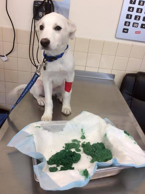 Pembina Veterinary Hospital | 400 Pembina Hwy, Winnipeg, MB R3L 2E7, Canada | Phone: (204) 452-9427