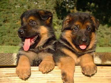 Dei Precision German Shepherds | 1233 Kilbride St, Burlington, ON L7P 0H2, Canada | Phone: (416) 887-7778