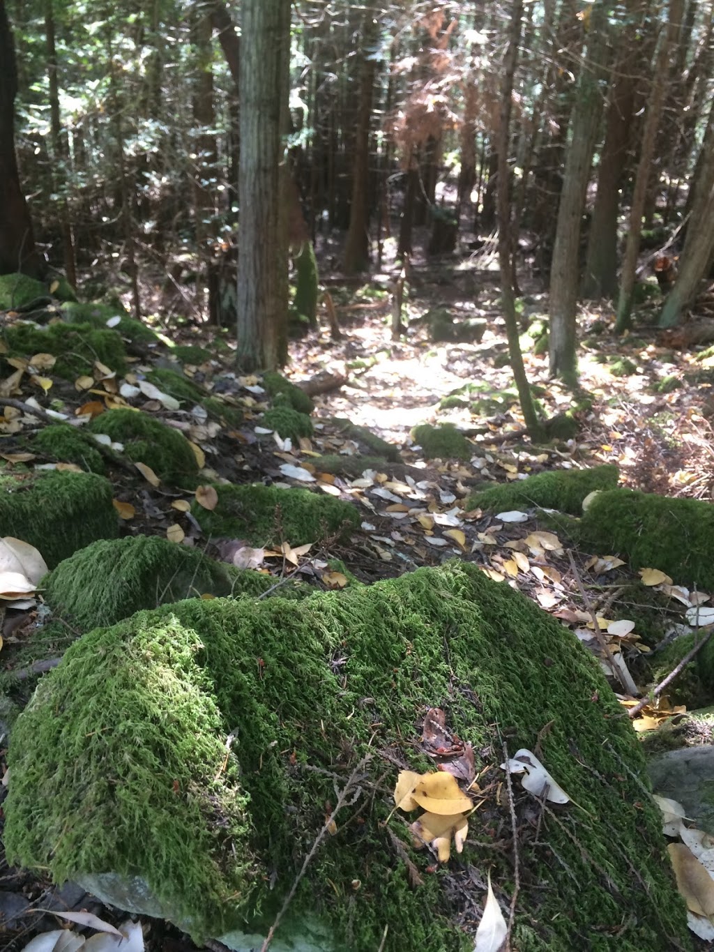 Found Road Trail | Canal Rd, Pender Island, BC V0N 2M3, Canada