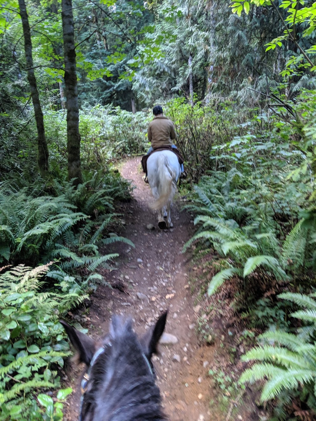 Alpine Stables | 3700 Holland Ave, Cobble Hill, BC V0R 1L3, Canada | Phone: (250) 812-6115