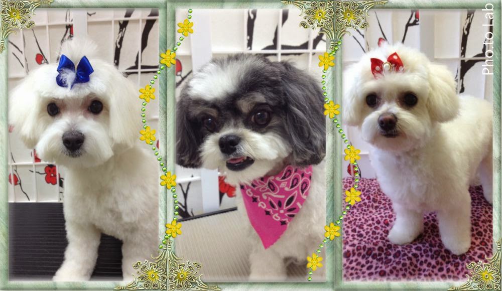 Danielles Dog Grooming Studio | 36675 Dawson Rd, Abbotsford, BC V3G 2L1, Canada | Phone: (604) 996-1213