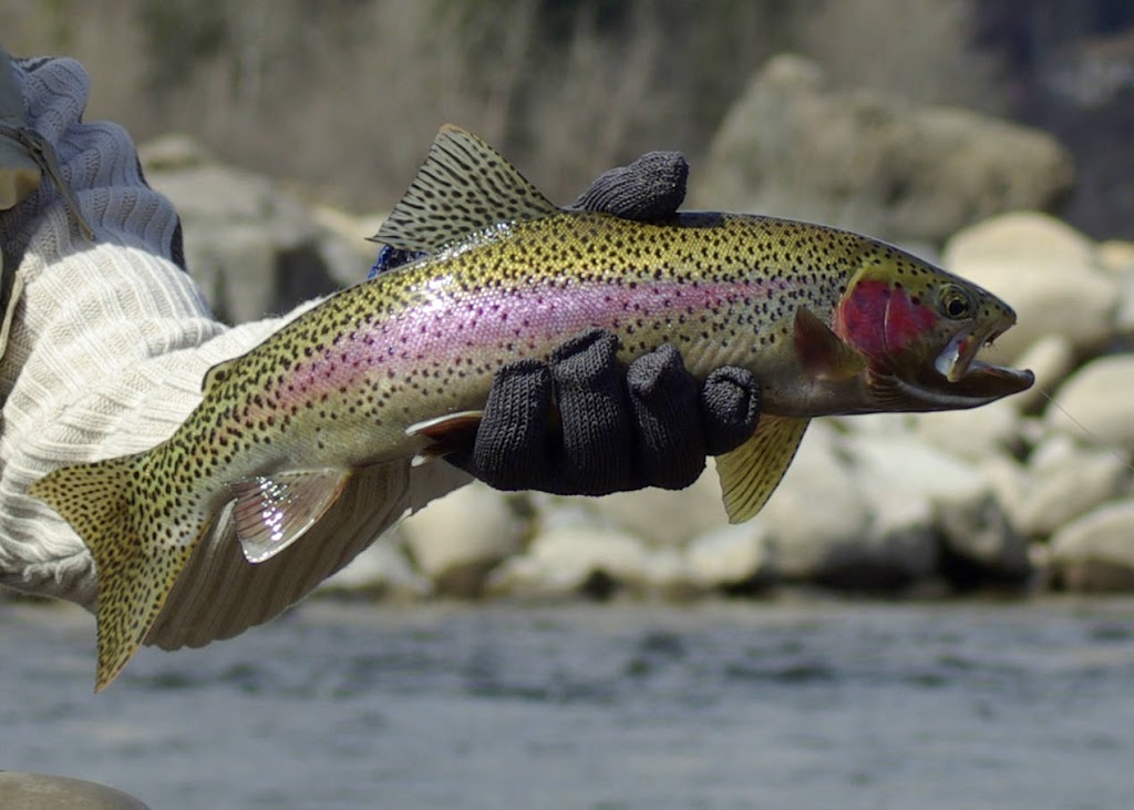 Ackenberry Trout Farm | Hwy 623 & Range Rd 21-1 SW, AB T4V 2N1, Canada | Phone: (780) 878-3839