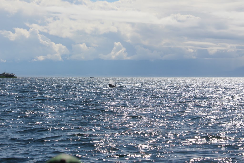 KingSize Adventures | 1327 Beach Dr, Victoria, BC V8S 2N4, Canada | Phone: (250) 507-5500