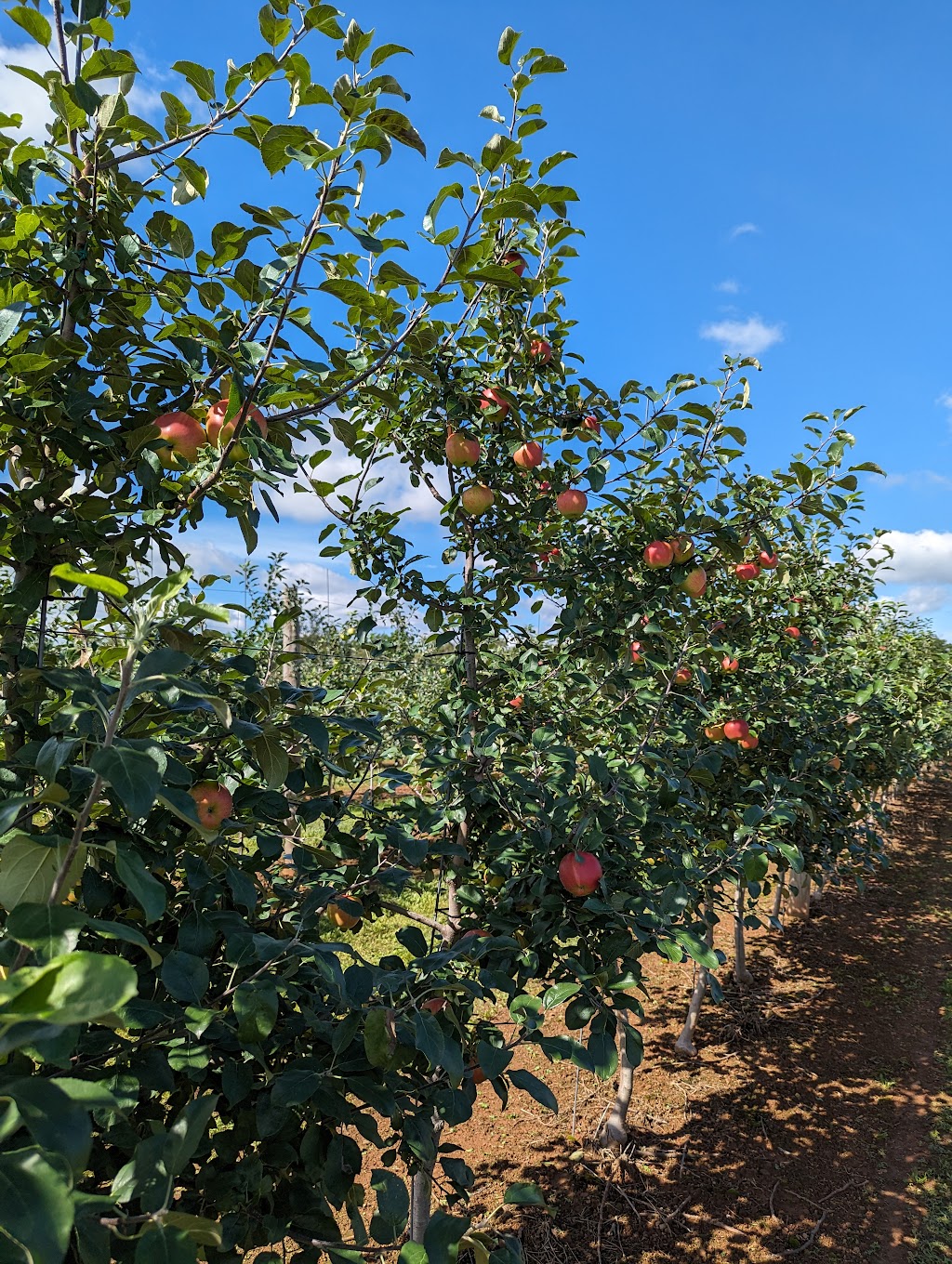Belvedere Orchard U-Pick | 1481 Millboro Rd, North Wiltshire, PE C0A 1Y0, Canada | Phone: (902) 629-9974