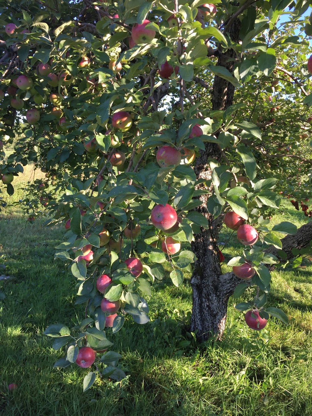 Les Domaines Roka | 2 Chemin du Sous-Bois, Mont-Saint-Grégoire, QC J0J 1K0, Canada | Phone: (514) 804-6450