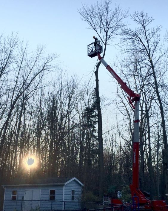 Tree Removal Barrie | 226 Bayview Dr, Barrie, ON L4N 4Y8, Canada | Phone: (705) 243-4540