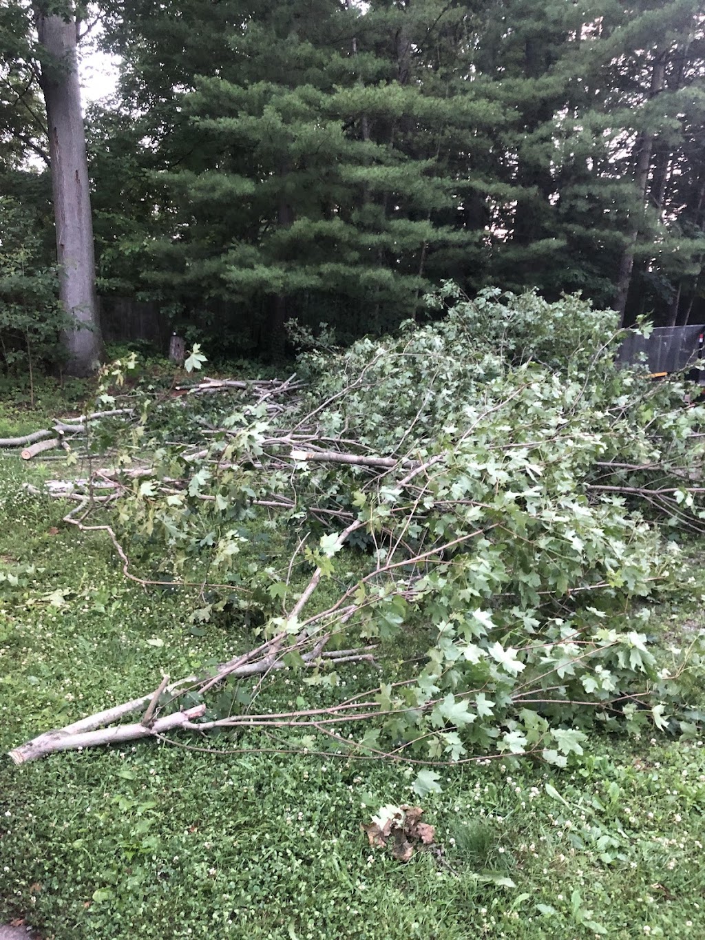 Trees go green | 27 Severino Cir, Smithville, ON L0R 2A0, Canada | Phone: (905) 517-0033