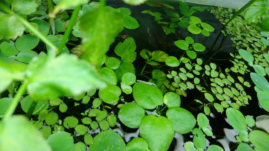 Aquatic Express | 100 Somerset Ave, Toronto, ON M6H 2R4, Canada | Phone: (416) 463-2840