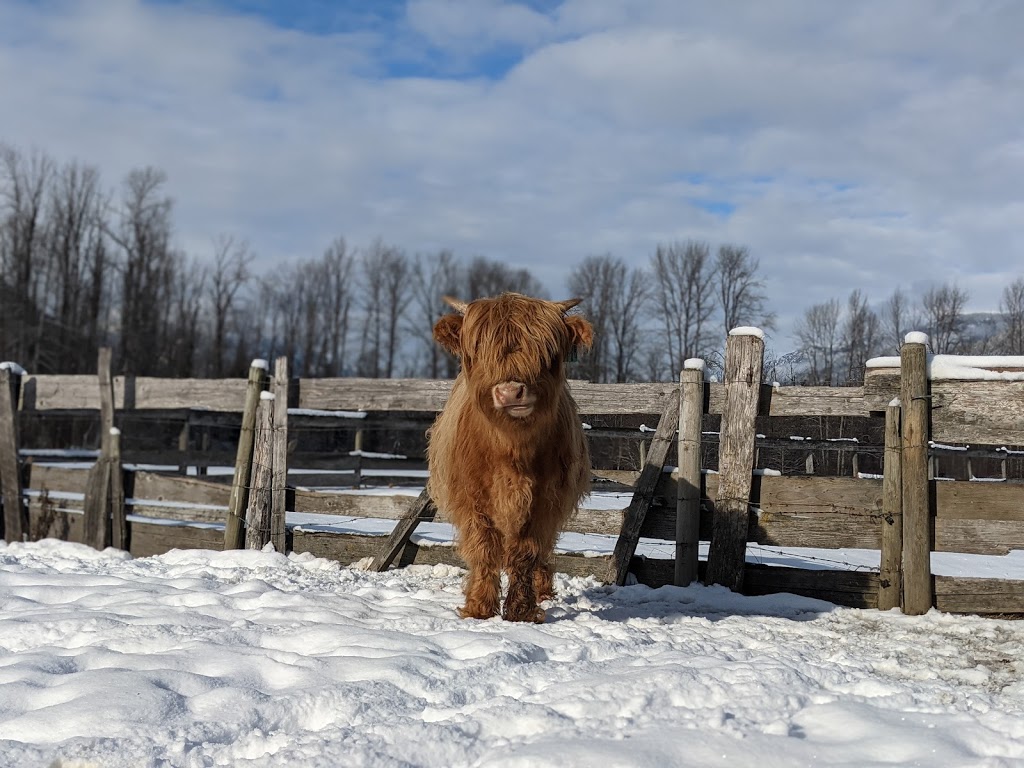 Pemberton Cattle | 7294 Clover Rd, Pemberton, BC V0N 2L1, Canada | Phone: (778) 512-4085