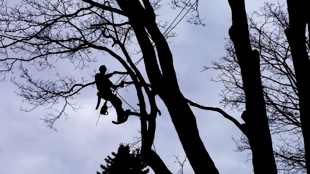 Tree North Inc. | 11 The Granite Bluff, Bracebridge, ON P1L 1L4, Canada | Phone: (705) 221-6860