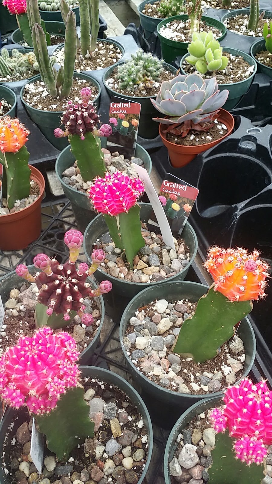 G & L Nurseries | 7294 RR 20, Smithville, ON L0R 2A0, Canada | Phone: (905) 957-6471
