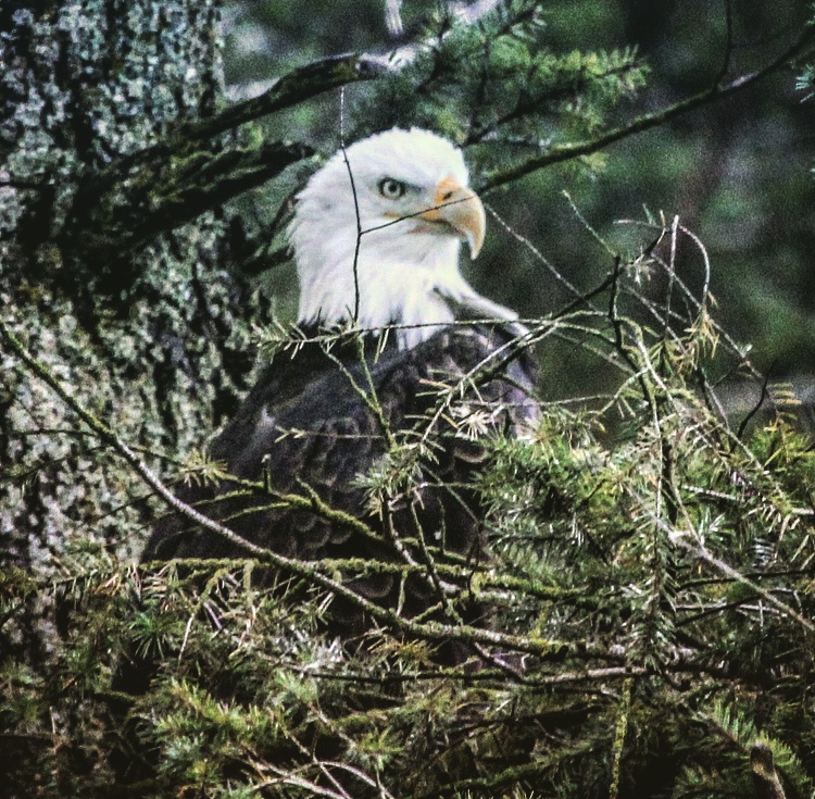 Harrison Eco Tours | 100 Esplanade, Harrison Hot Springs, BC V0M 1K0, Canada | Phone: (604) 316-4460