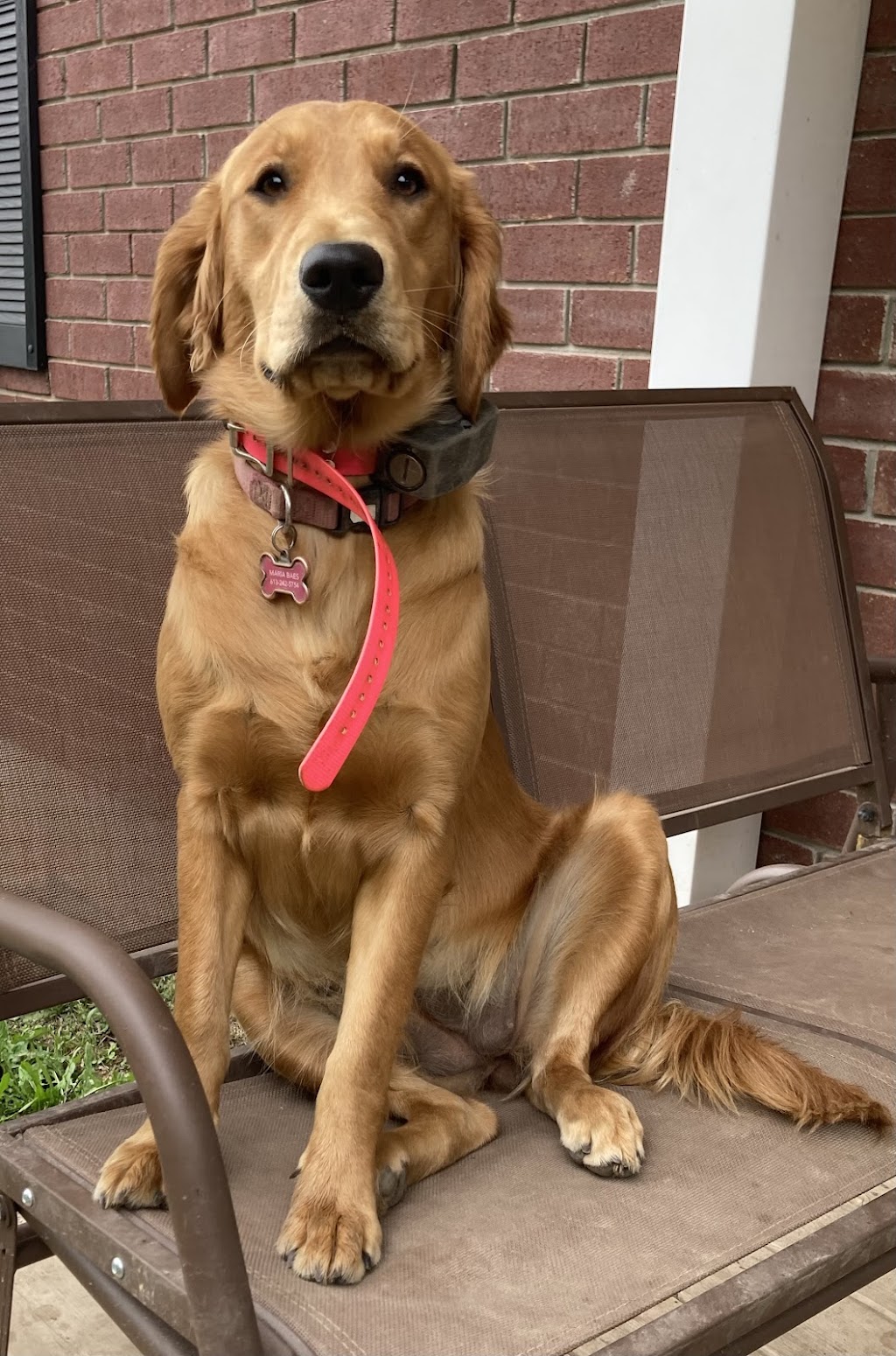 Daisy’s Golden Doodles | 1064 Bronk Rd, Belleville, ON K0K 2V0, Canada | Phone: (613) 242-5754
