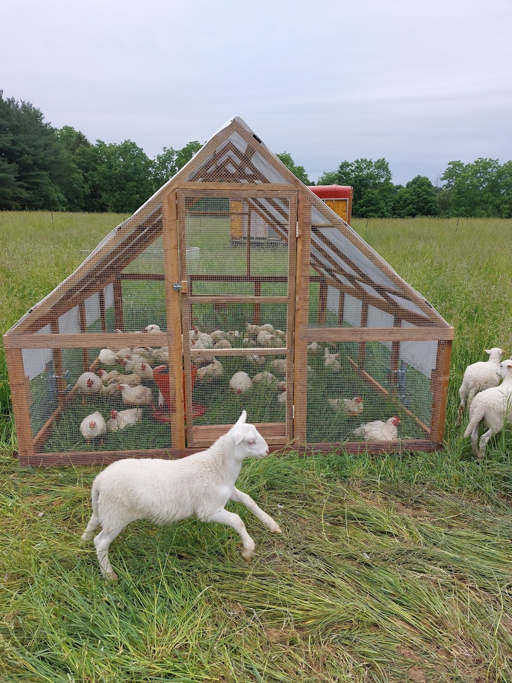 Still Meadow Farm | 235492 23rd Line, Thamesford, ON N0M 2M0, Canada | Phone: (519) 701-9988