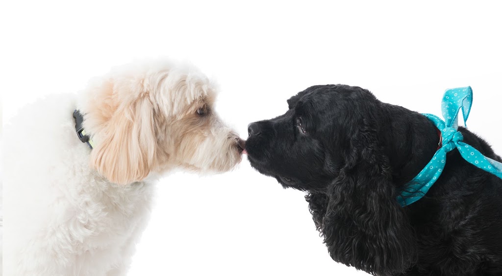 Clinique Vétérinaire Animalis | 2680 Boulevard Laurier E, Saint-Hyacinthe, QC J2R 1P8, Canada | Phone: (450) 771-6789